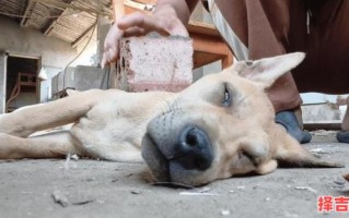 梦见狗狗去世了