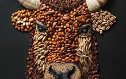 五谷杂粮是什么生肖？五谷杂粮最正确的动物