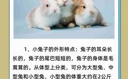 耳朵长尾巴短是什么生肖？耳朵长尾巴短准确生肖