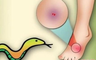 已婚男性梦见蛇咬脚部，女性做梦梦见蛇咬自身