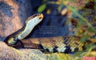 喋喋不休打一动物