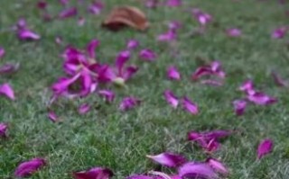 花残名字意义花残名字寓意解析