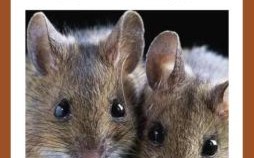 粗枝大叶打一生肖