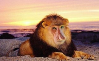 改头换面是什么动物