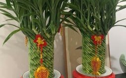 2025年新款年宵盆栽