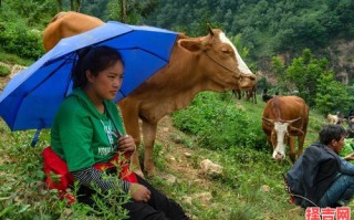 女人与牲畜家禽