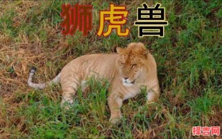 属虎狮子座的前世是什么属虎狮子男很吓人