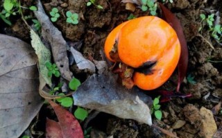 蒂落瓜熟正解属相