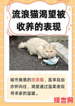 流浪猫取什么名字好听?30个超萌猫咪名字推荐-第1张图片 流浪猫取什么名字好听?30个超萌猫咪名字推荐-第1张图片