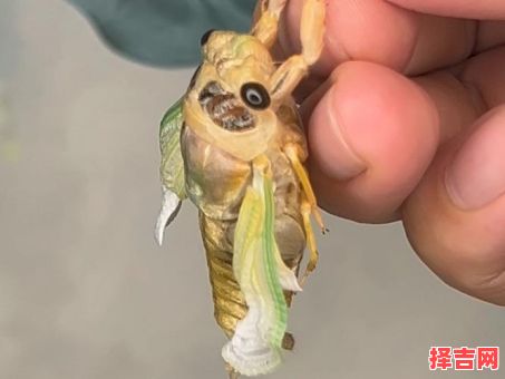 金禅脱壳是什么生肖?金蝉脱壳最正确的答案-第1张图片 金禅脱壳是什么生肖?金蝉脱壳最正确的答案-第1张图片