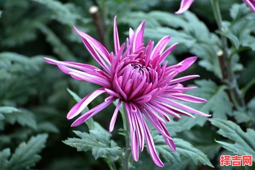 春兰秋菊是什么生肖？春兰秋菊准确答案生肖-第1张图片