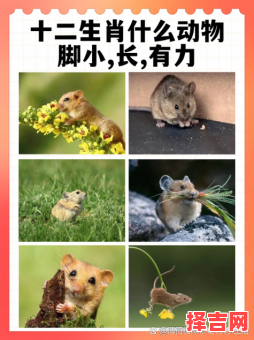 欲钱找行动迅速的生肖是什么生肖？什么生肖行动-第1张图片