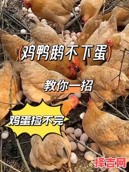 妈妈小心煎鸡蛋是什么生肖？母鸡下蛋猜生肖-第1张图片