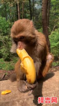 天生残疾的动物是什么生肖？什么生肖是残疾-第1张图片