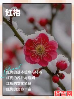 一支红梅是什么生肖？红梅打一最准确动物-第1张图片