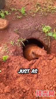 头上有个洞是什么生肖？住山洞的动物打一精准生肖-第1张图片