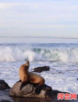圣地亚哥是什么生肖?圣地亚哥的意思-第1张图片 圣地亚哥是什么生肖?圣地亚哥的意思-第1张图片