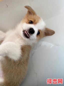 牙齿整齐的动物是什么生肖？十二生肖谁的牙齿最整齐-第1张图片