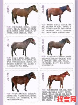 黑马本色一是什么生肖？不同类的动物在一起叫什么-第1张图片