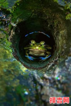 井底之蛙意外是什么生肖？井底之蛙代表哪个生肖-第1张图片