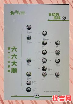 大熊猫是什么生肖呢？12生肖大熊猫的亲家是谁-第1张图片