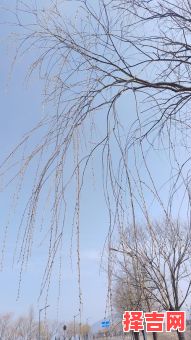 三瓣柳絮是什么生肖？柳絮打一准确动物-第1张图片