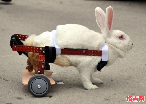 最坚强的动物是什么生肖？坚强最正确答案一肖-第1张图片