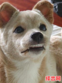 牙齿最整齐的是什么生肖？牙齿不整齐怎么办-第1张图片