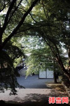 草地为家的是什么生肖？草地上的生肖是哪几生肖-第1张图片