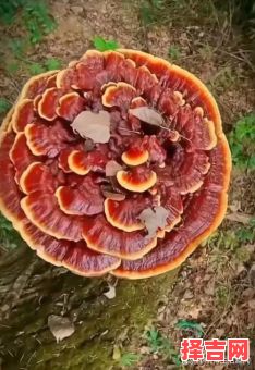 千年灵芝是什么生肖？灵芝代表哪个生肖-第1张图片