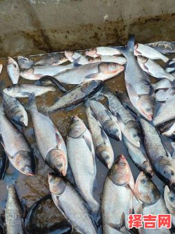 取得水库有钱收是什么生肖？水库有钱收打一最佳动物-第1张图片