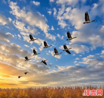 大雁南飞为家园是什么生肖？大雁指啥生肖-第1张图片