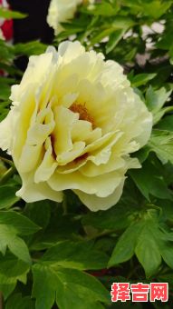 牡丹花指的是什么生肖？牡丹最佳答案一肖-第1张图片