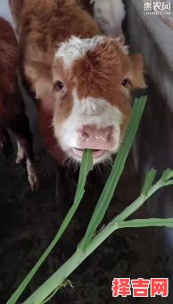 爱吃青草的动物是什么生肖？十二生肖爱青草的动物-第1张图片