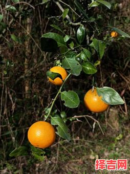 江南有丹桔是什么生肖？江南丹橘犹绿林最佳生肖-第1张图片