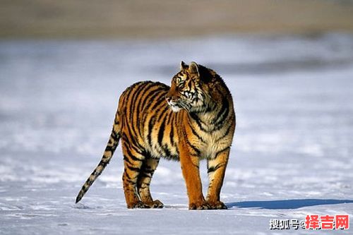 女人挖到野人参是什么生肖？野外求生打一准确生肖-第1张图片