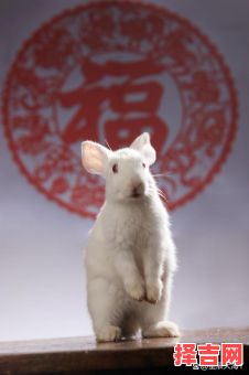 耳朵竖起来的动物是什么生肖?十二生肖耳朵竖的动物-第1张图片 耳朵竖起来的动物是什么生肖?十二生肖耳朵竖的动物-第1张图片