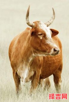 天生有残疾的动物是什么生肖？12生肖有哪些动物-第1张图片