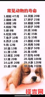 寿命最短暂的动物是什么生肖？什么动物的寿命最短-第1张图片