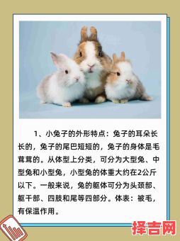 耳朵长尾巴短是什么生肖？耳朵长尾巴短准确生肖-第1张图片