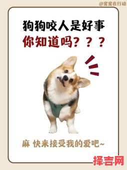 会咬人的狗不叫是什么生肖？狗咬狗指什么生肖-第1张图片