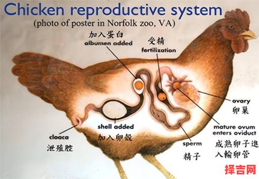 鸡卵孵出现是什么生肖?母鸡下蛋是指哪个生肖-第1张图片 鸡卵孵出现是什么生肖?母鸡下蛋是指哪个生肖-第1张图片