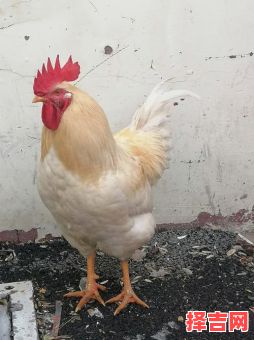 顶上红冠戴的动物是什么生肖?头戴红冠打唯一正确生肖-第1张图片 顶上红冠戴的动物是什么生肖?头戴红冠打唯一正确生肖-第1张图片