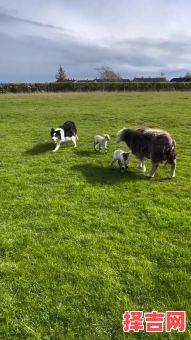 常伴牧人同放羊是什么生肖？牧羊犬最正确的生肖-第1张图片