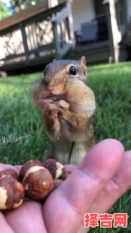 无胆又贪心的动物是什么生肖?无胆贪心打一正确动物-第1张图片 无胆又贪心的动物是什么生肖?无胆贪心打一正确动物-第1张图片