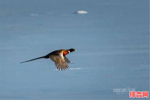 四只野鸡再下蛋是什么生肖？夏去秋来野鸡飞猜生肖-第1张图片
