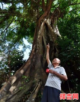 大树底下好乘凉是什么生肖？大树好乘凉一般指什么人-第1张图片
