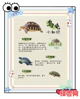 乌龟打一生肖是什么？乌龟代表什么生肖的动物-第1张图片