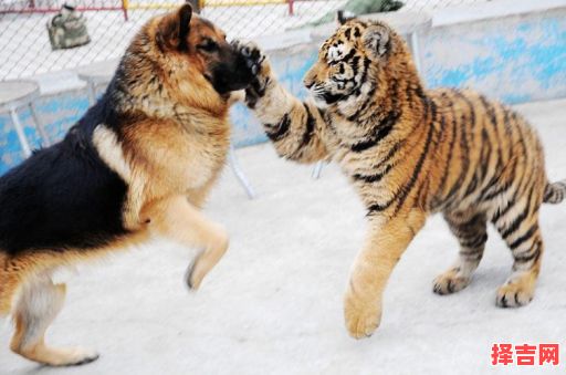 王朝马汉站两旁是什么生肖？王朝马汉是什么动物-第1张图片