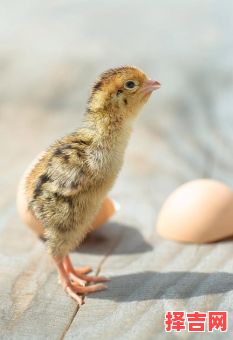 出生蛋壳体虽轻是什么生肖？出生蛋壳体虽轻正确一肖-第1张图片